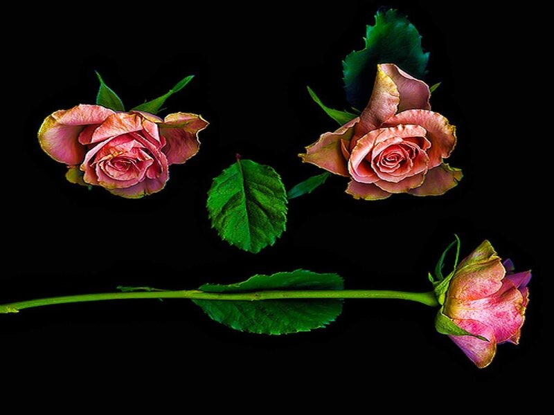 Three Pink Roses — Black, Dramatic