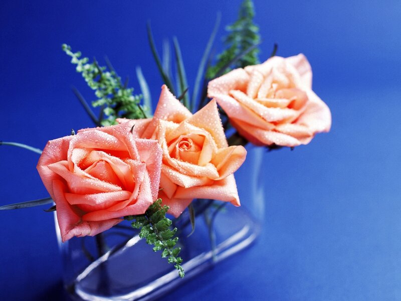 Three Pink Roses — Blue