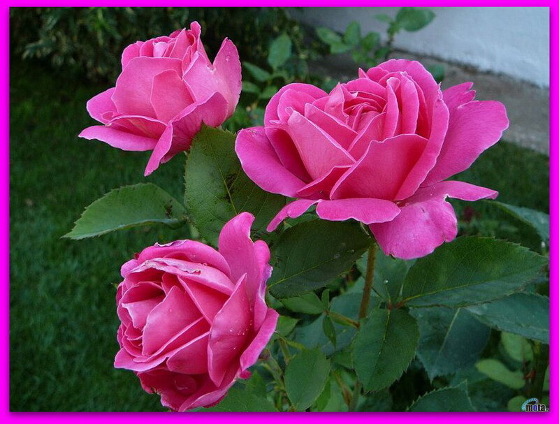 Three Pink Roses — Calm, Afternoon, Photograph, Green Leaves, Grass