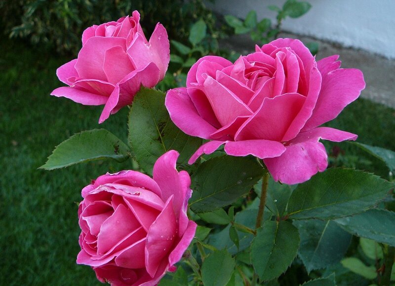 Three Pink Roses — Calm, Afternoon, Photograph, Green Leaves, Grass, Wall