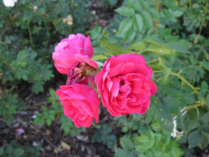 Three Pink Roses — Calm, Afternoon, Photograph, Green Leaves