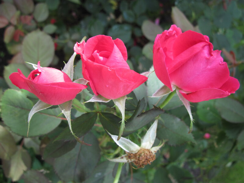 Three Pink Roses — Calm, Afternoon, Photograph, Leaves
