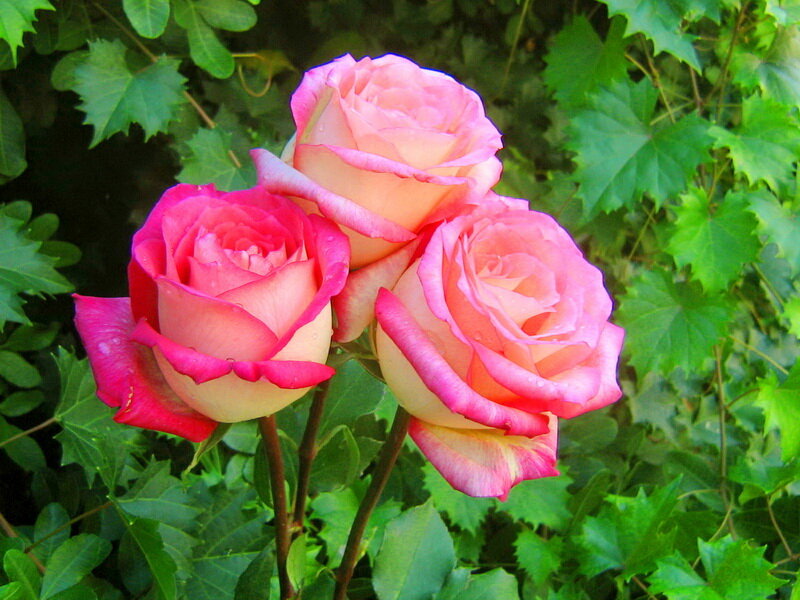 Three Pink Roses — Calm, Afternoon, Photograph