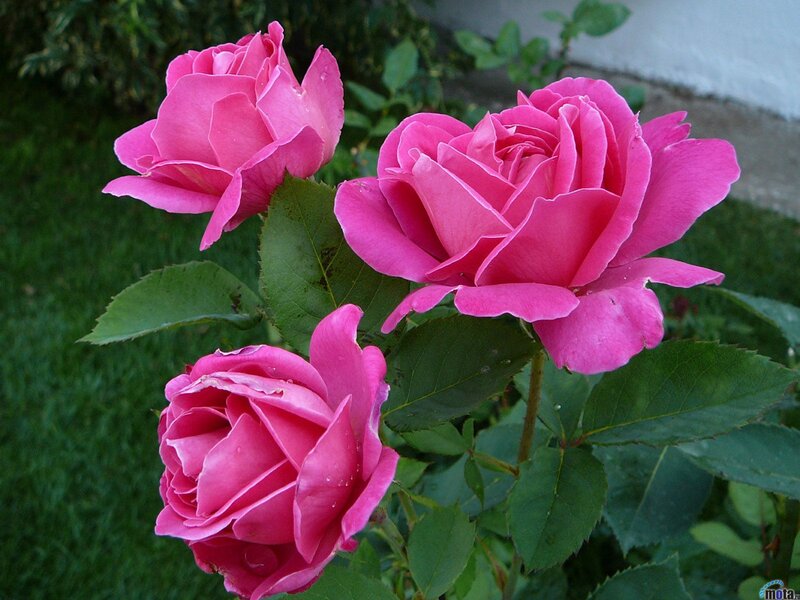 Three Pink Roses — Calm, Afternoon