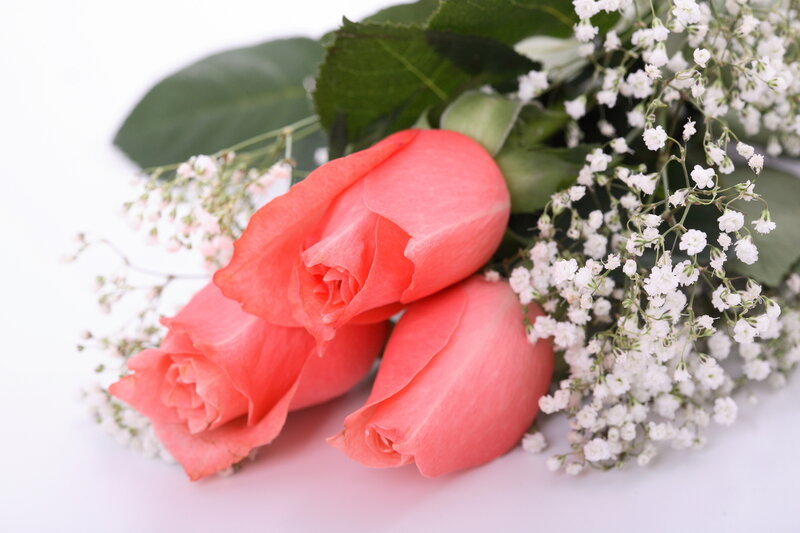 Three Pink Roses — Calm, Photograph, Baby's Breath