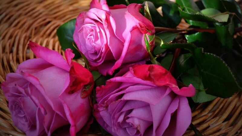 Three Pink Roses — Calm, Photograph, Basket