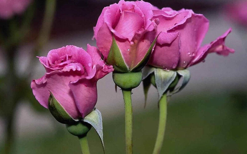 Three Pink Roses — Calm, Photograph, Buds, Stems