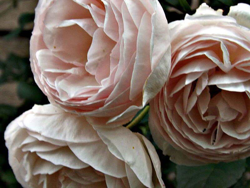 Three Pink Roses — Calm, Photograph, Flowers, Leaves