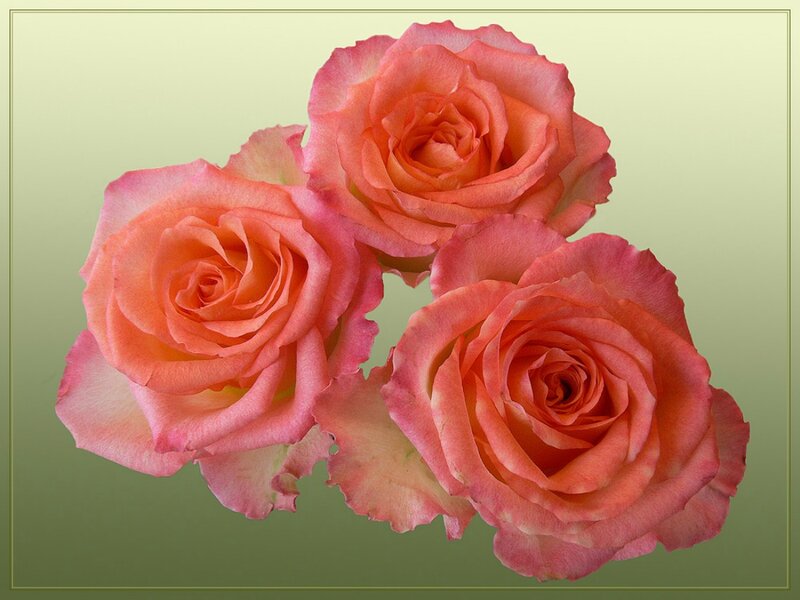 Three Pink Roses — Calm, Photograph, Flowers, Petals