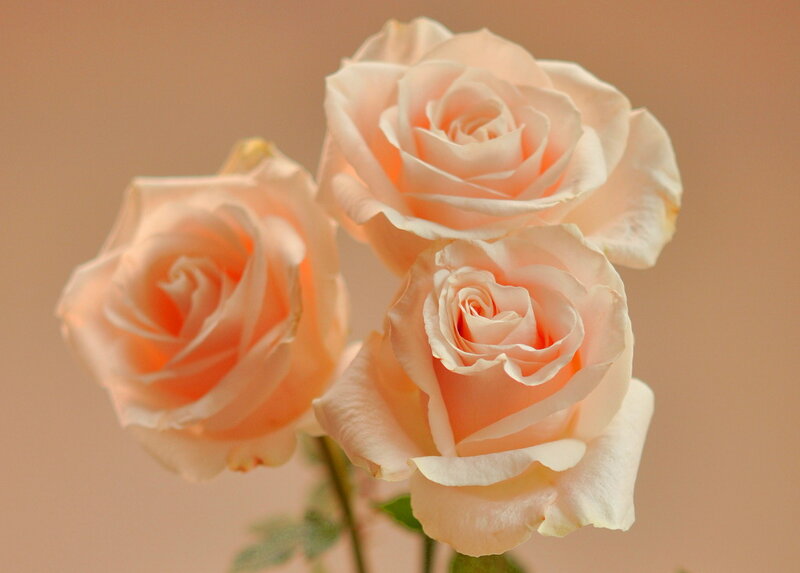 Three Pink Roses — Calm, Photograph, Flowers, Stem