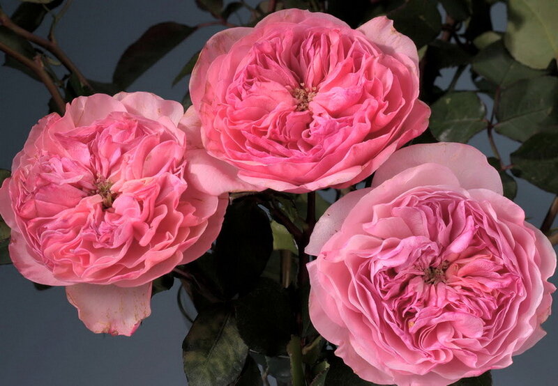 Three Pink Roses — Calm, Photograph, Flowers