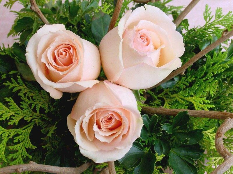 Three Pink Roses — Calm, Photograph, Green Foliage