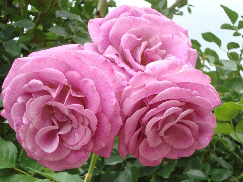Three Pink Roses — Calm, Photograph, Green Leaves, Flower Buds