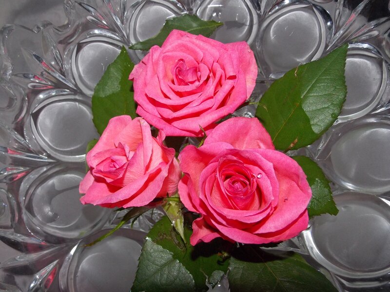 Three Pink Roses — Calm, Photograph, Green Leaves, Glass Dish