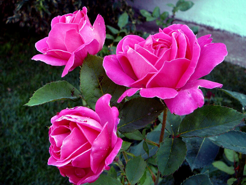Three Pink Roses — Calm, Photograph, Green Leaves, Grass