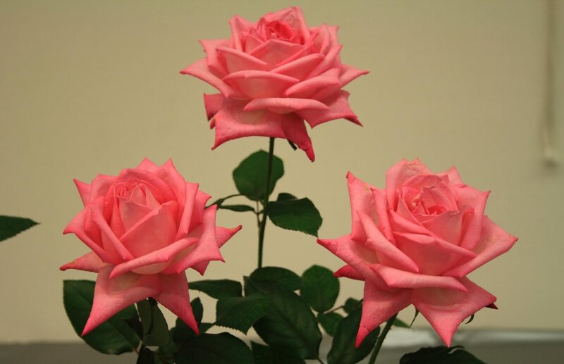 Three Pink Roses — Calm, Photograph, Green Leaves, Stem