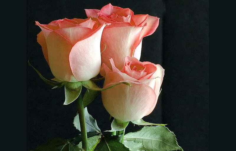 Three Pink Roses — Calm, Photograph, Green Leaves