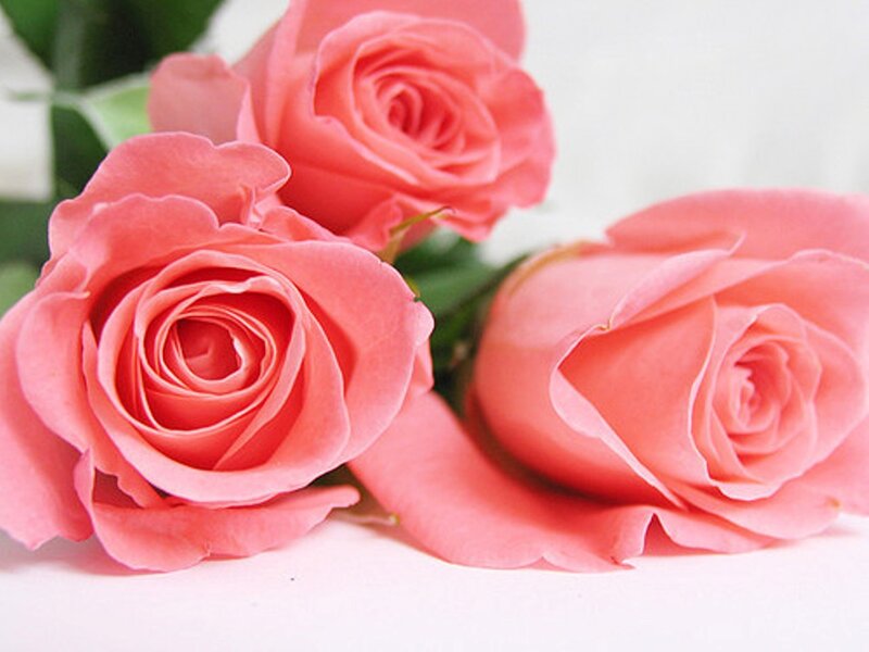 Three Pink Roses — Calm, Photograph, Green Leaves, White Surface