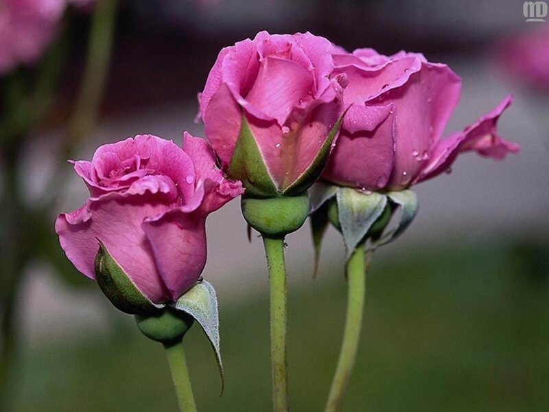 Three Pink Roses — Calm, Photograph, Green Stems
