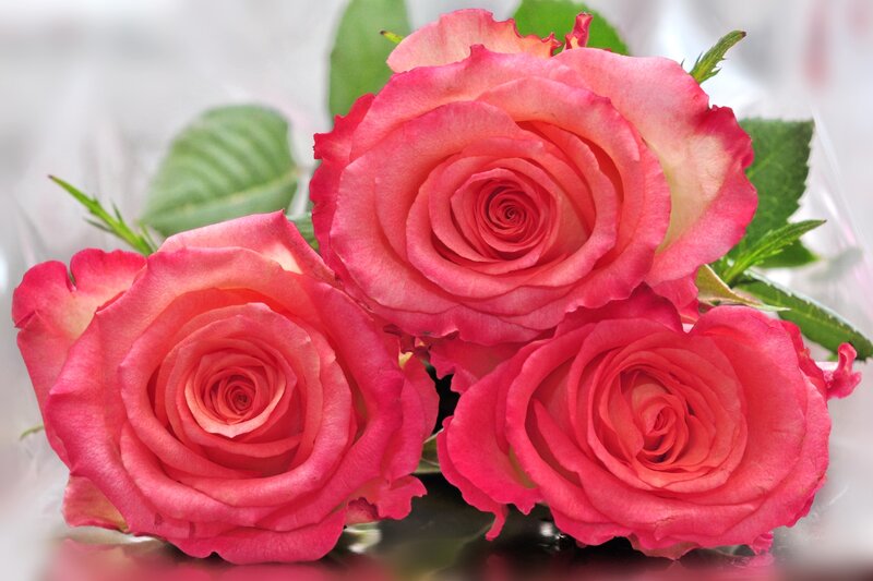 Three Pink Roses — Calm, Photograph, Leaves, Bouquet