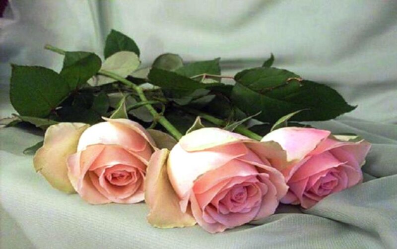 Three Pink Roses — Calm, Photograph, Leaves, Fabric