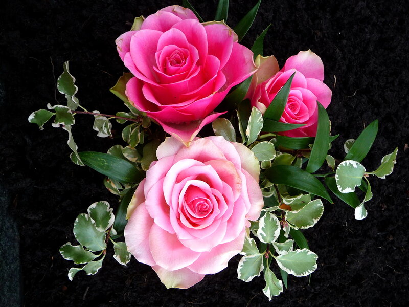 Three Pink Roses — Calm, Photograph, Leaves, Soil