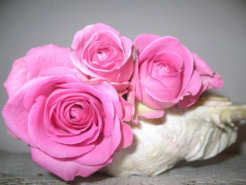 Three Pink Roses — Calm, Photograph, Shell