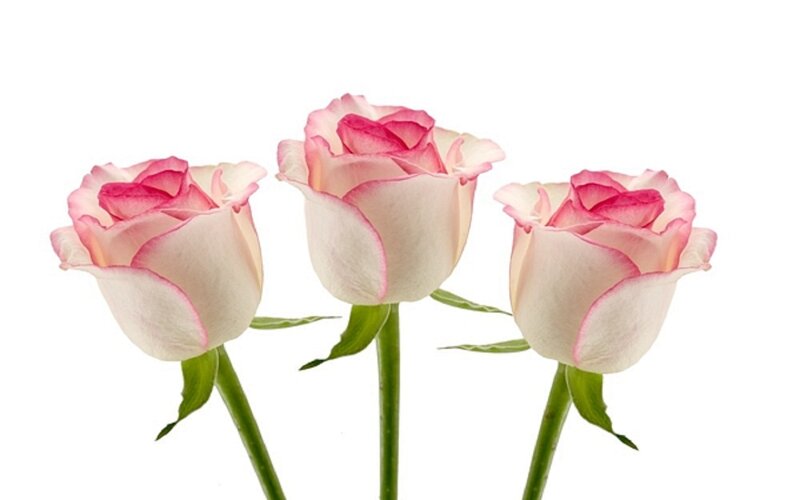 Three Pink Roses — Calm, Photograph, Stems