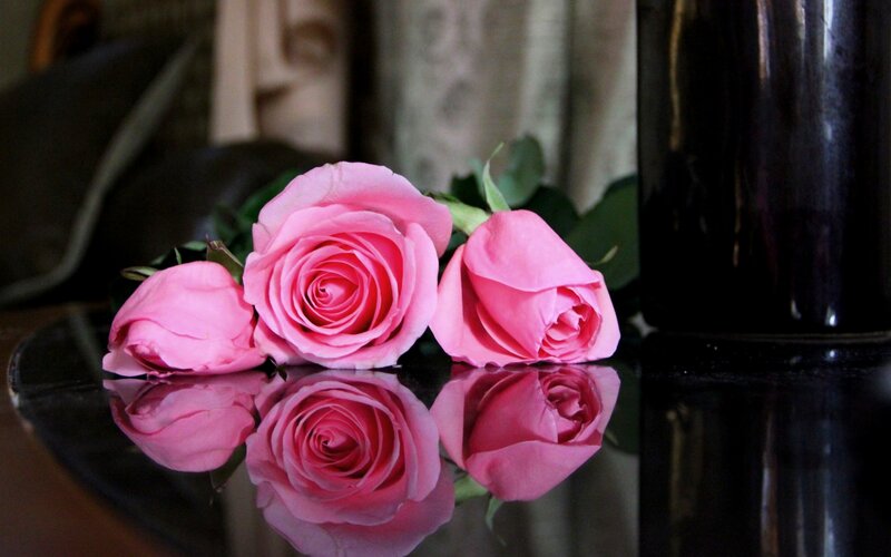 Three Pink Roses — Calm, Photograph, Table