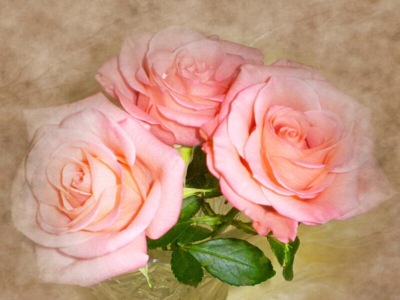 Three Pink Roses — Calm, Photograph, Vase