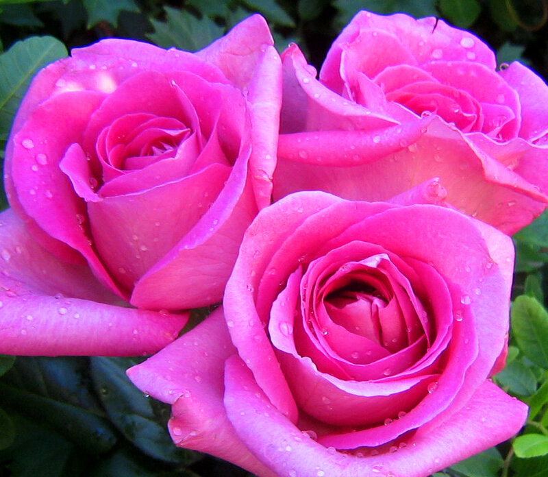 Three Pink Roses — Calm, Photograph, Water Droplets, Green Leaves