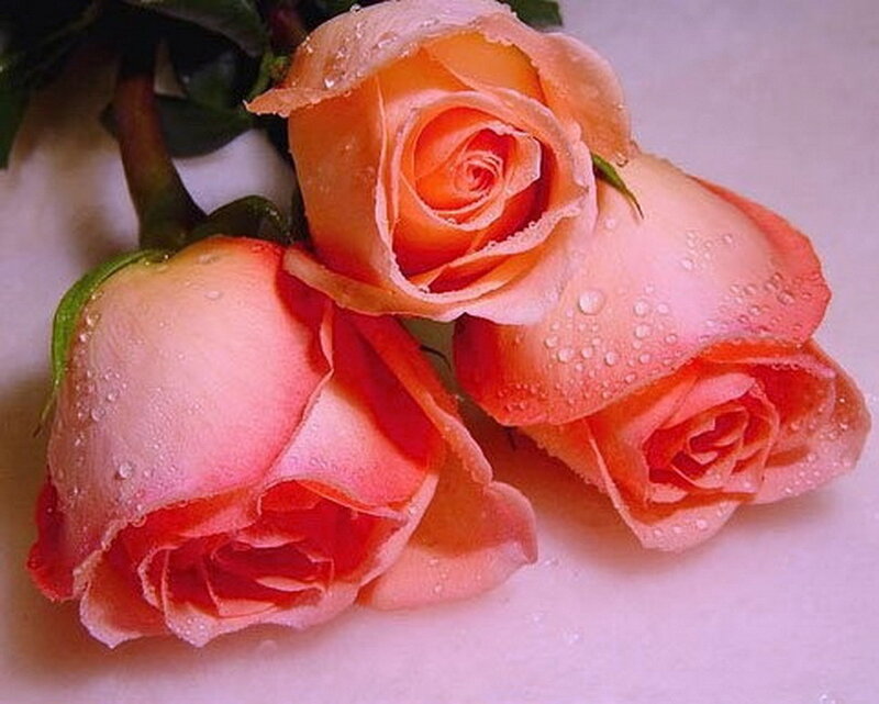 Three Pink Roses — Calm, Photograph, Water Droplets