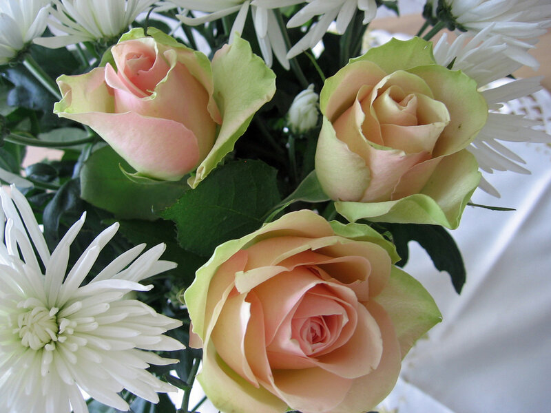 Three Pink Roses — Calm, Photograph, White Chrysanthemums