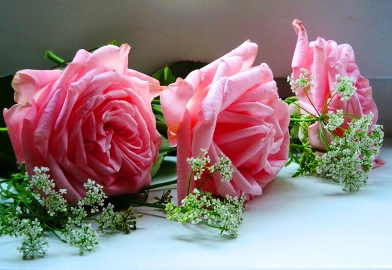 Three Pink Roses — Calm, Photograph, White Flowers
