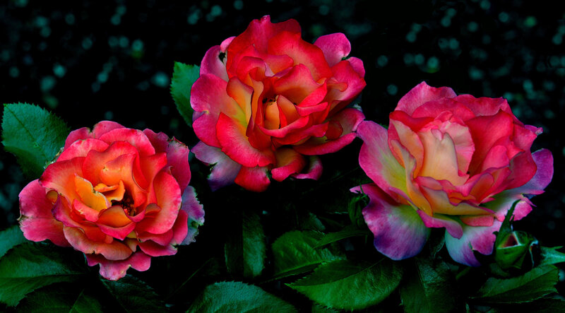 Three Pink Roses — Dramatic, Night