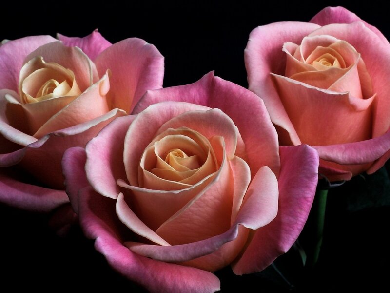 Three Pink Roses — Dramatic, Photograph, Black Background