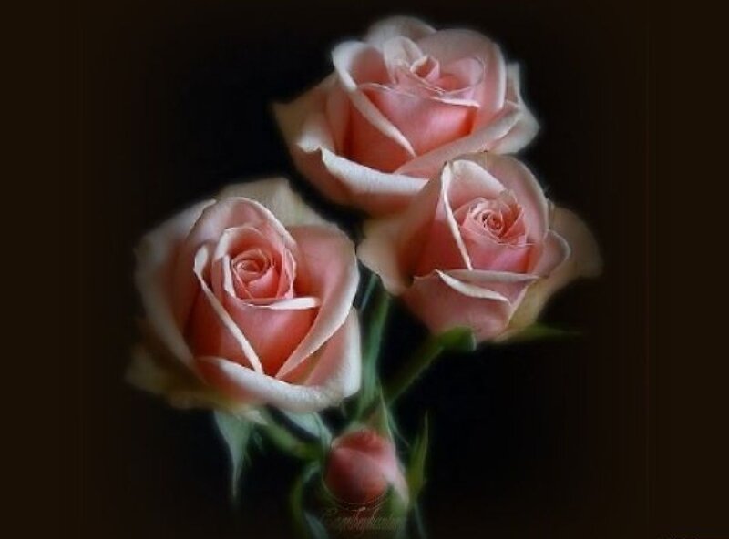 Three Pink Roses — Dramatic, Photograph, Buds