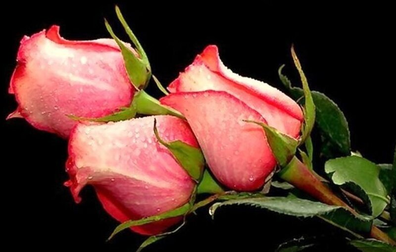 Three Pink Roses — Dramatic, Photograph, Drops