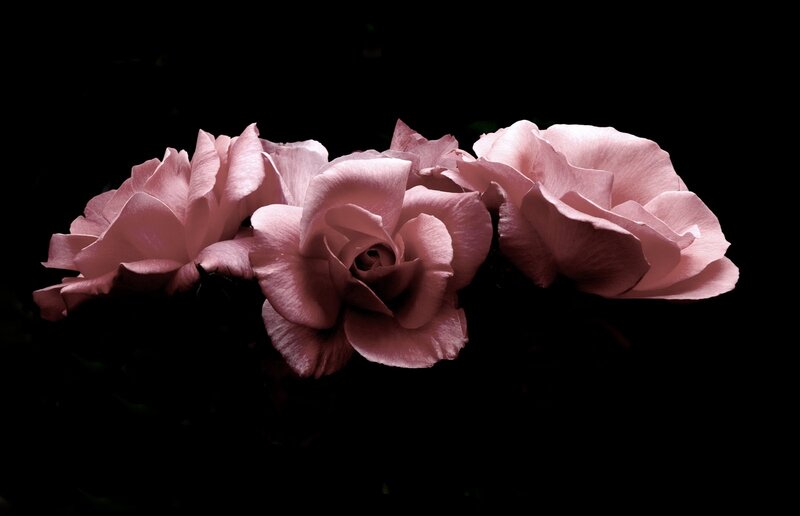 Three Pink Roses — Dramatic, Photograph, Flowers, Dark Background