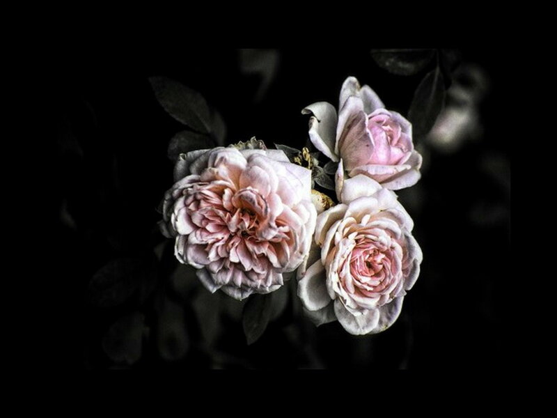 Three Pink Roses — Dramatic, Photograph, Flowers, Leaves
