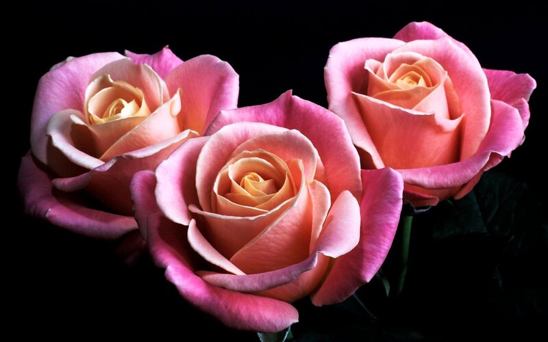 Three Pink Roses — Dramatic, Photograph, Flowers, Petals, Dark Background
