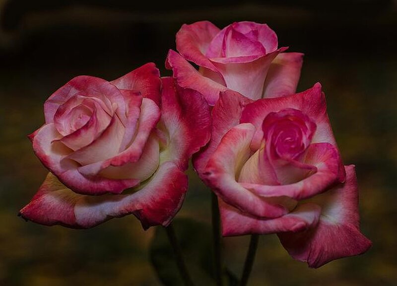 Three Pink Roses — Dramatic, Photograph, Flowers, Petals, Stems