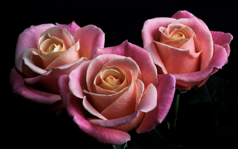 Three Pink Roses — Dramatic, Photograph, Flowers, Petals