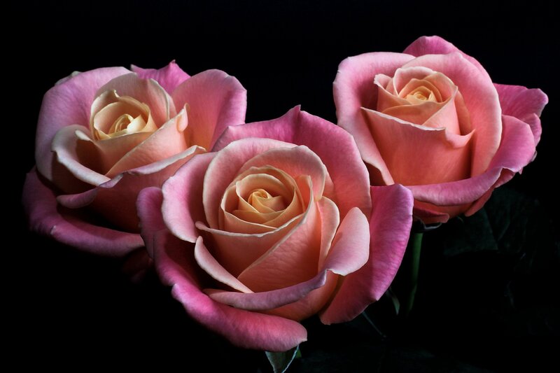 Three Pink Roses — Dramatic, Photograph, Flowers, Stems