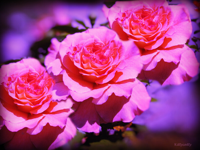Three Pink Roses — Dramatic, Photograph, Flowers