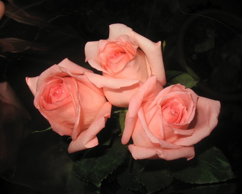 Three Pink Roses — Dramatic, Photograph, Green Leaves, Dark Background