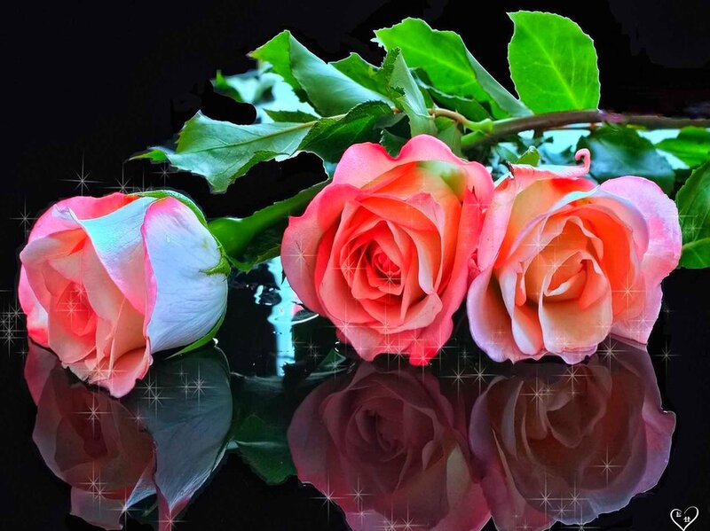 Three Pink Roses — Dramatic, Photograph, Green Leaves