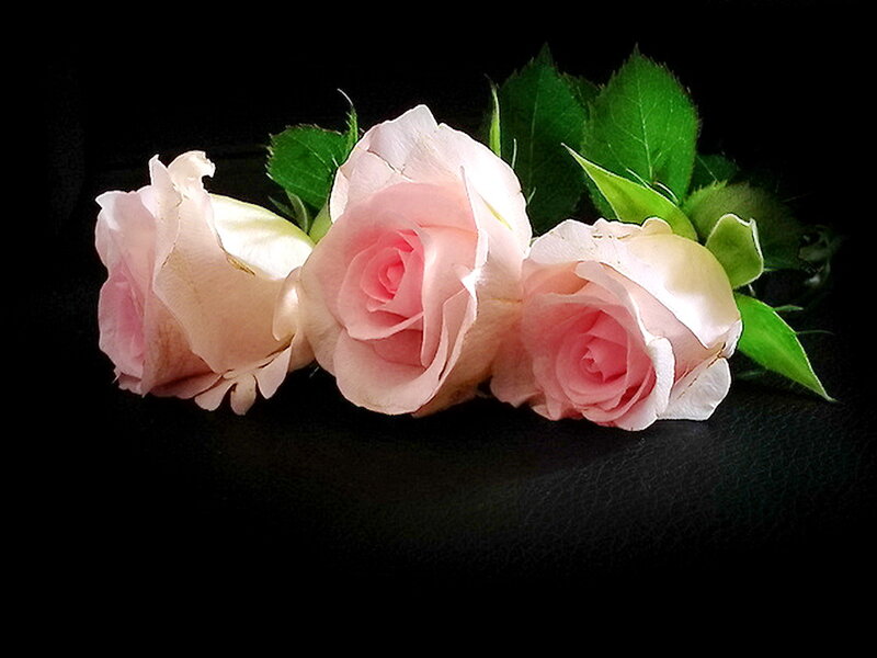 Three Pink Roses — Dramatic, Photograph, Leaves, Black Background
