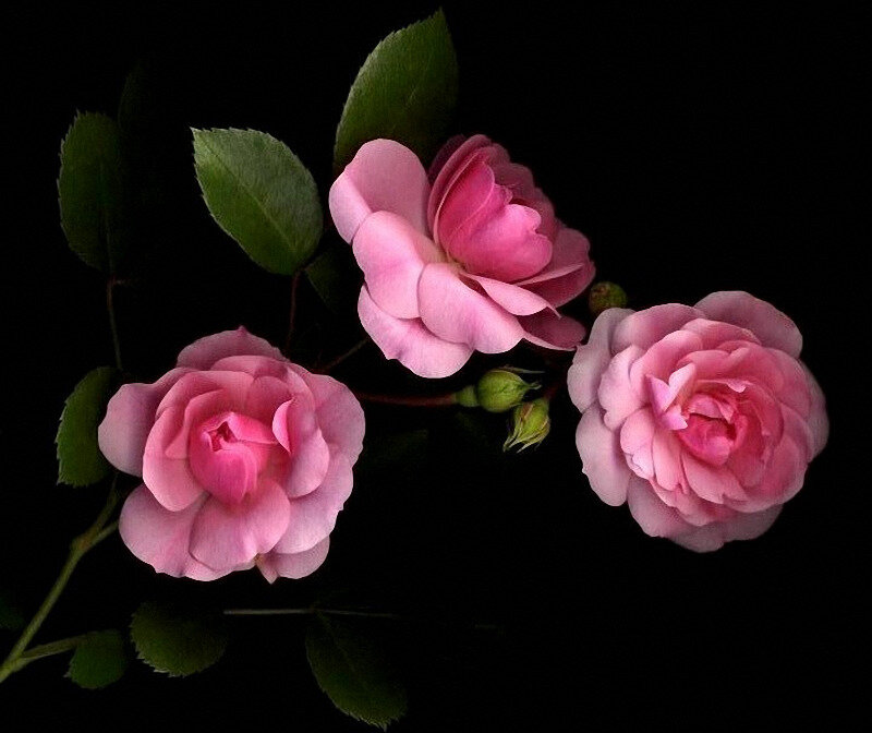 Three Pink Roses — Dramatic, Photograph, Leaves, Buds