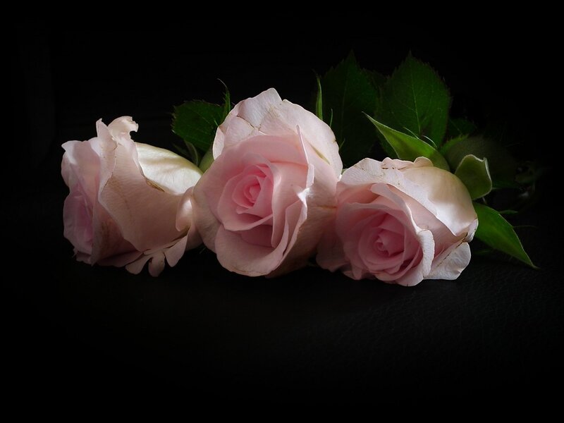 Three Pink Roses — Dramatic, Photograph, Leaves, Dark Background
